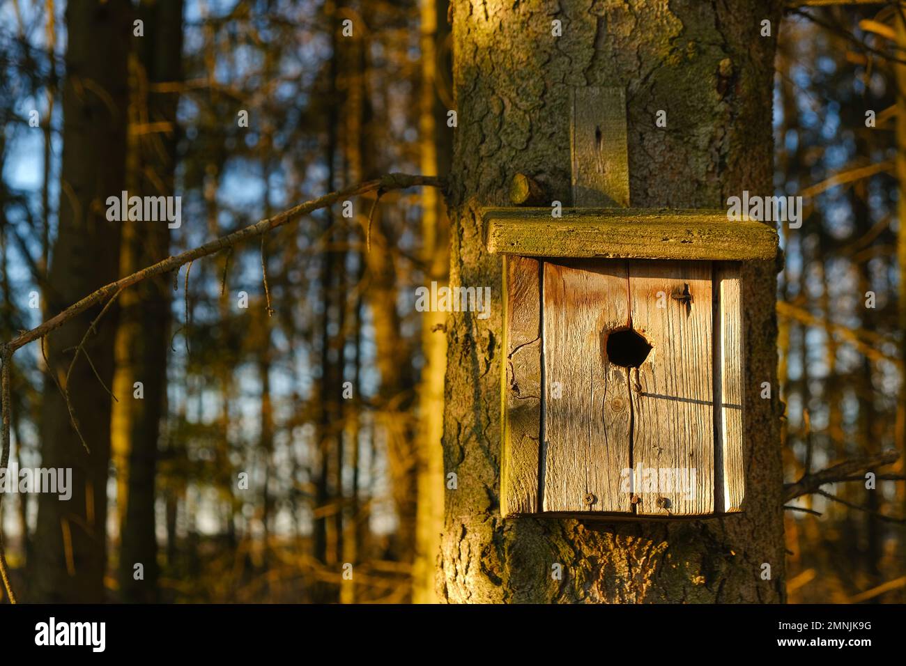 Ancienne maison d'oiseaux en bois sur un arbre dans un parc de printemps.Maison pour les oiseaux. Soins des oiseaux Banque D'Images