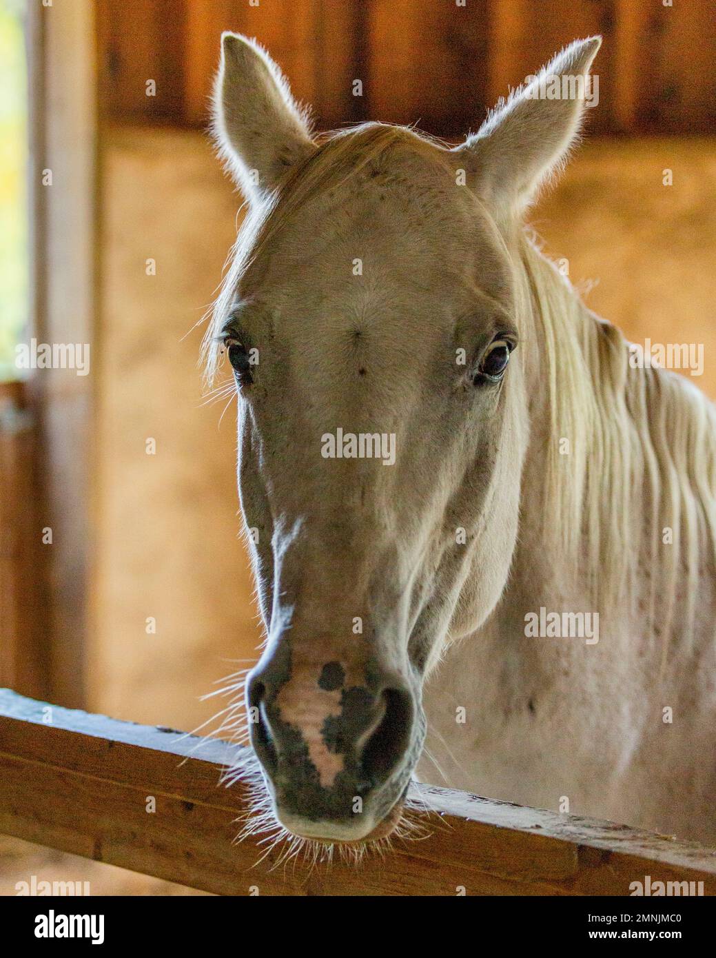 Cheval en stable regardant la caméra Banque D'Images