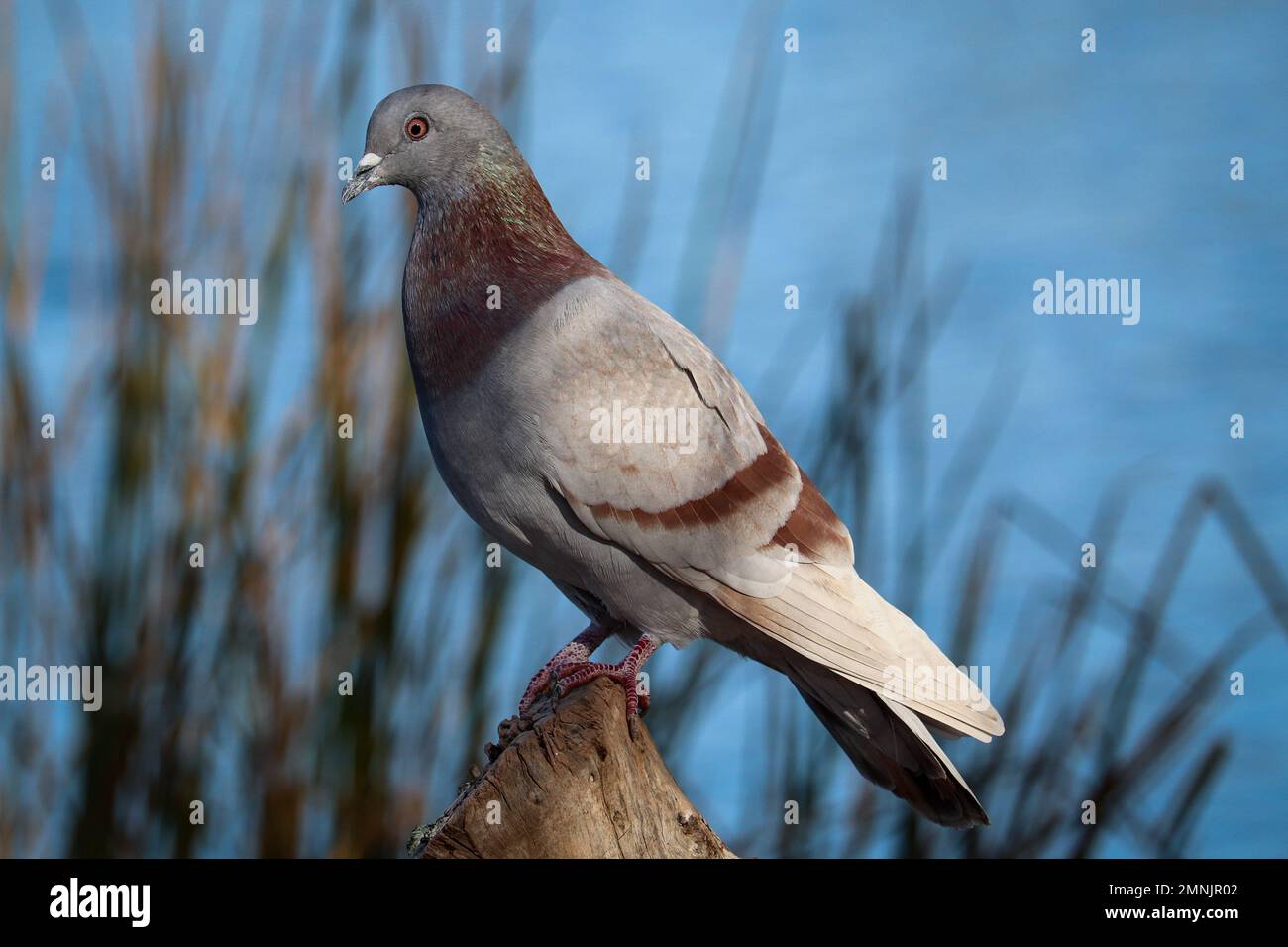 Pigeon roc rose ou Columba livia debout sur un vieux arbre au ranch d'eau riveraine en Arizona. Banque D'Images