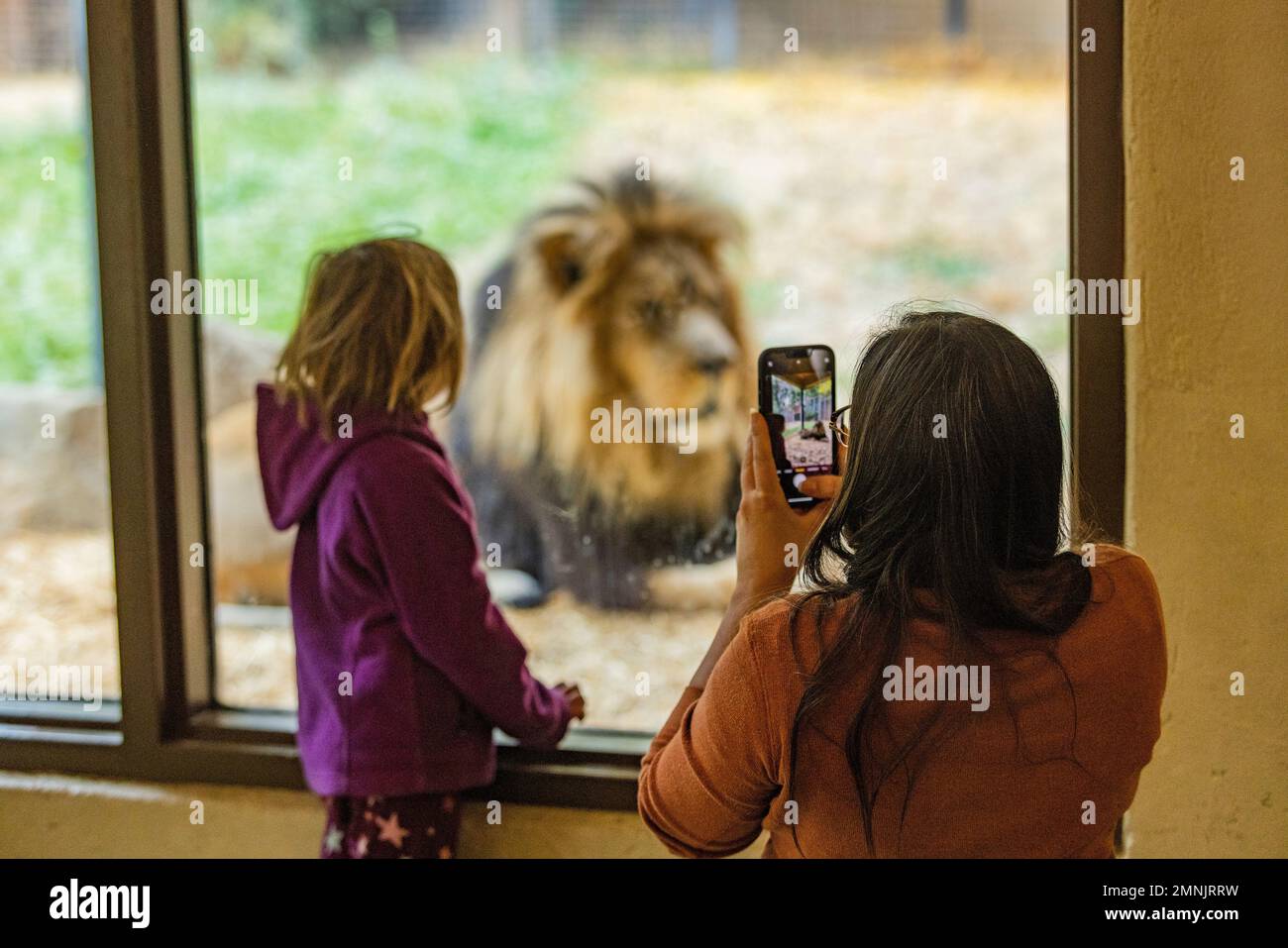 Mère et fille (6-7) photographiant le lion africain au zoo de Boise Banque D'Images