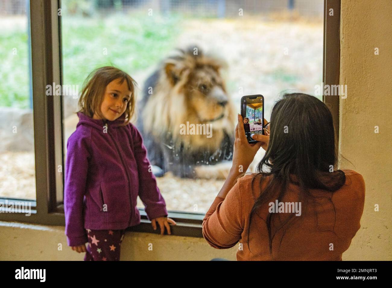 Mère photographiant sa fille (6-7) avec le lion africain au zoo de Boise Banque D'Images