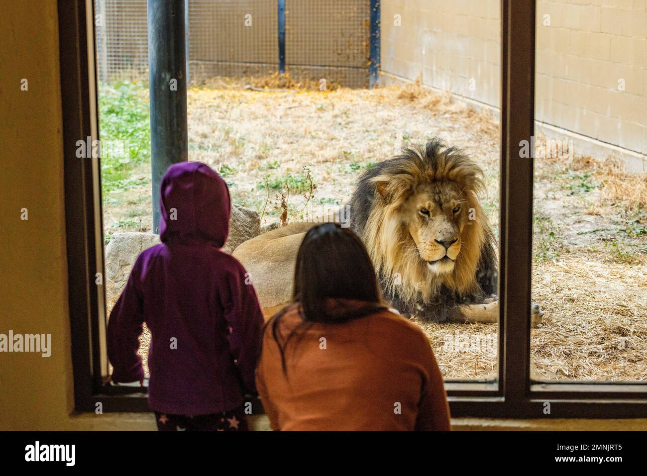 Mère et fille (6-7) regardant le lion africain au zoo de Boise Banque D'Images
