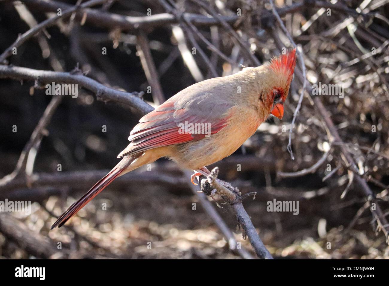 Un jeune mâle cardinal du nord ou cardinalis cardinalis se trouve sur une petite branche du ranch d'eau riveraine en Arizona. Banque D'Images