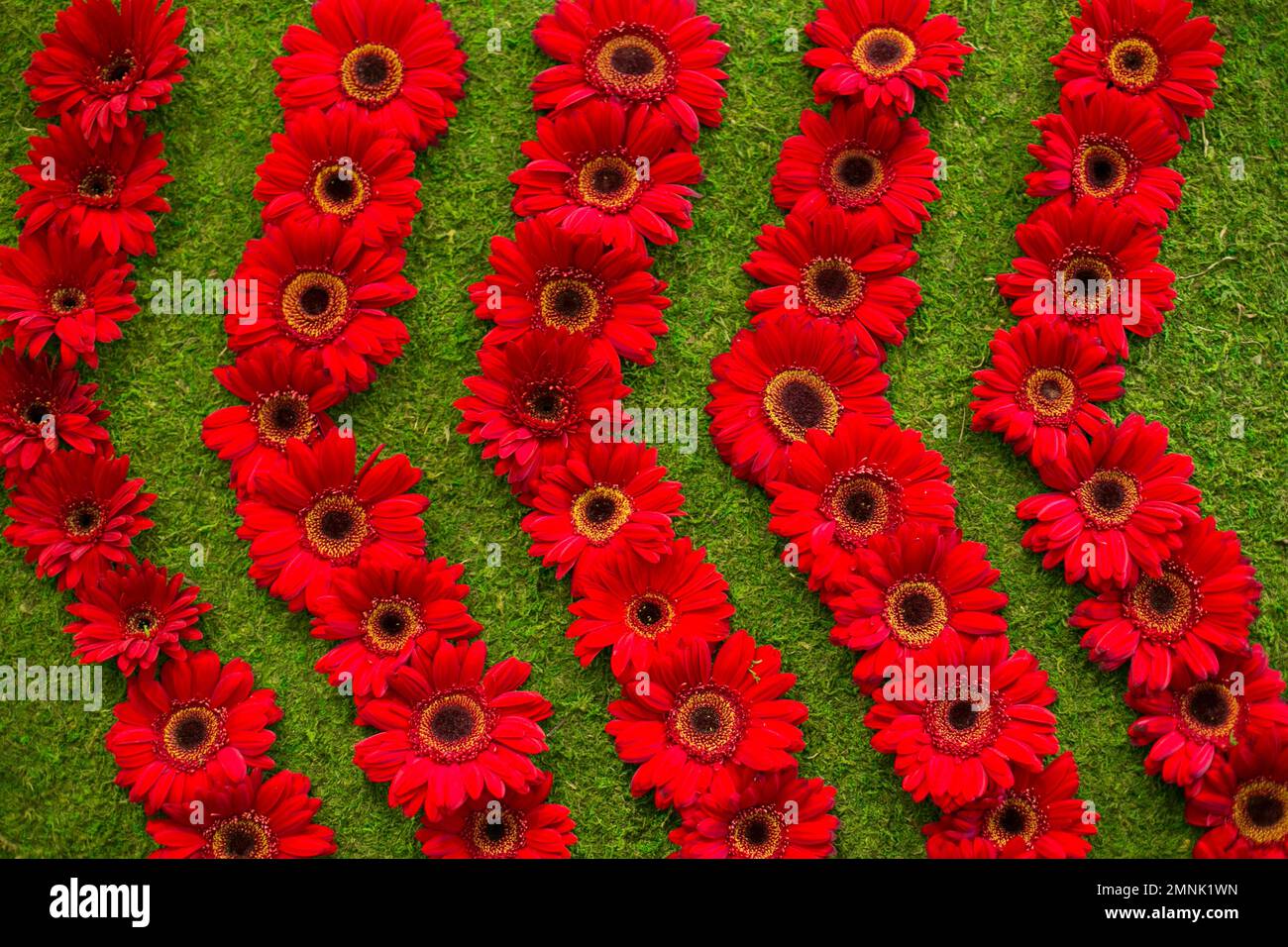 New York, New York, États-Unis. Affichage floral printanier. Red gerber pâqueries. Banque D'Images