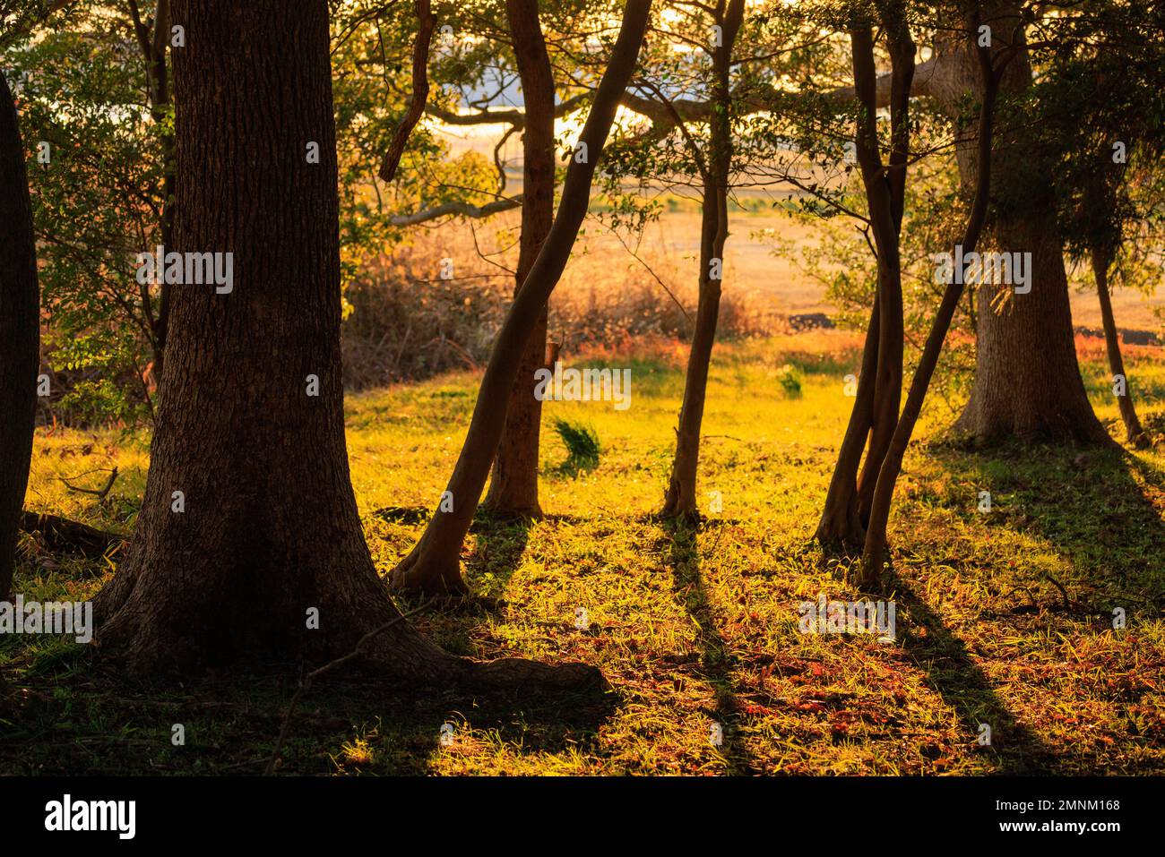 Belle lumière dorée brille sur le défrichement herbacé dans les bois au coucher du soleil Banque D'Images