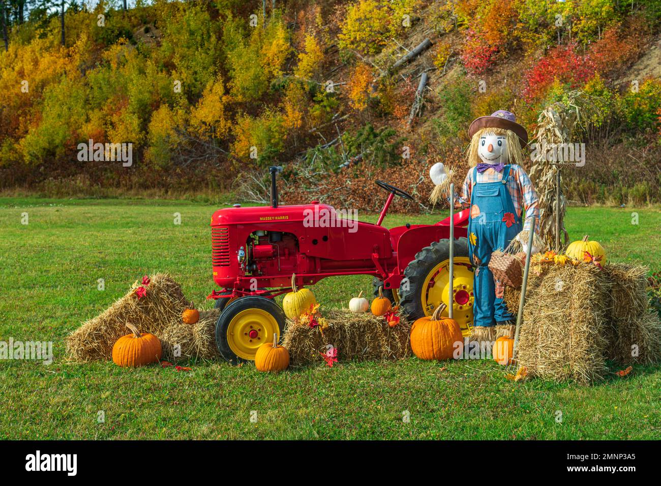 Un écran d'automne avec arnaque et tracteur rouge dans la vallée de Wentworth, en Nouvelle-Écosse, au Canada. Banque D'Images