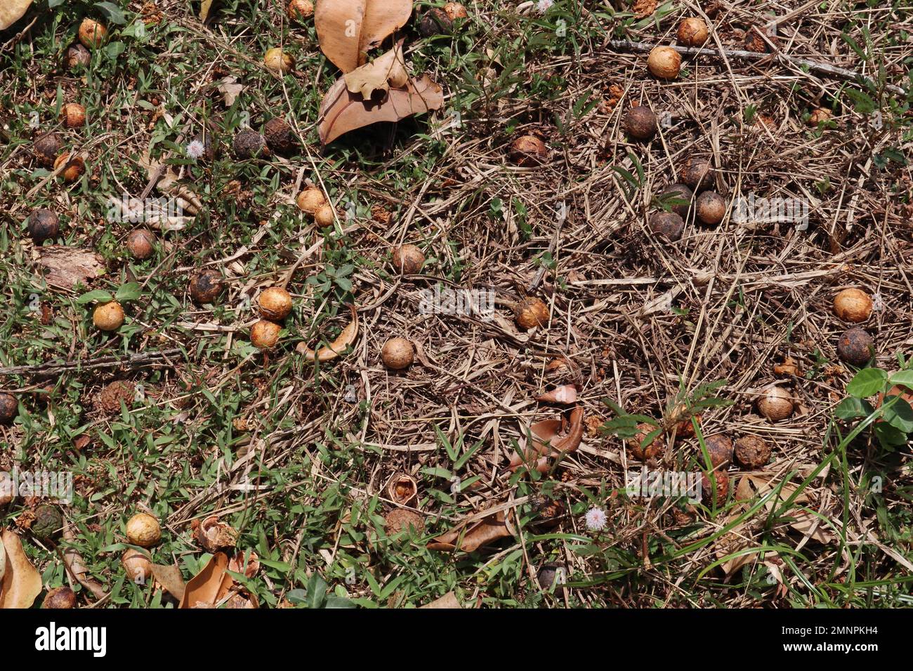 Arbre à noix déchu (Calophyllum Inophyllum) graines près de l'arbre dans une zone d'herbe sauvage Banque D'Images
