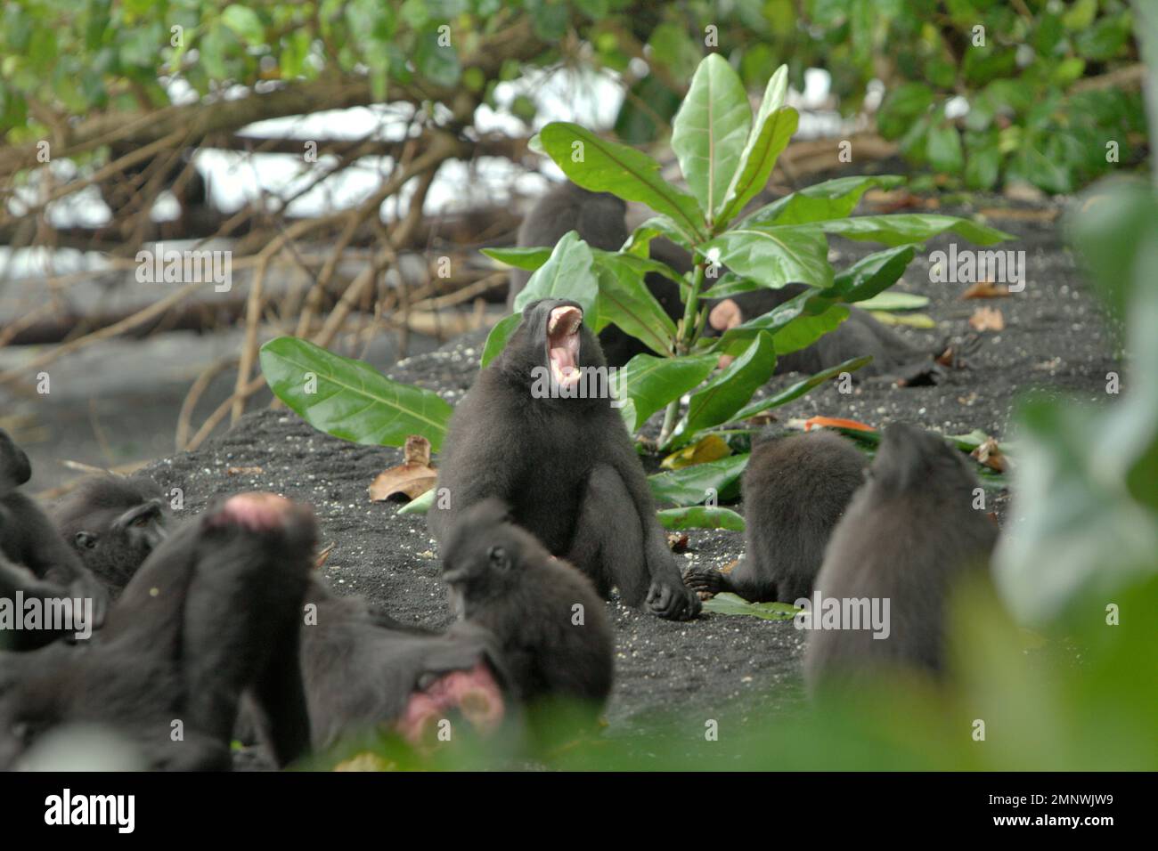 Un macaque Sulawesi à crête noire (Macaca nigra) montre une bouche qui ressemble à un cri et qui s'ouvre sur une plage dans la réserve naturelle de Tangkoko, dans le nord de Sulawesi, en Indonésie. Les expressions faciales sont un canal de communication principal utilisé par de nombreuses espèces différentes de primates, a écrit une équipe de scientifiques primates dirigée par Jérôme Micheletta dans leur document de 2015, accessible par PubMed (Bibliothèque nationale de médecine, Centre national d'information en biotechnologie). Un acte de bouche à ouverture large, expression de type cri un macaque à crête est montré dans l'image, est différent de... Banque D'Images