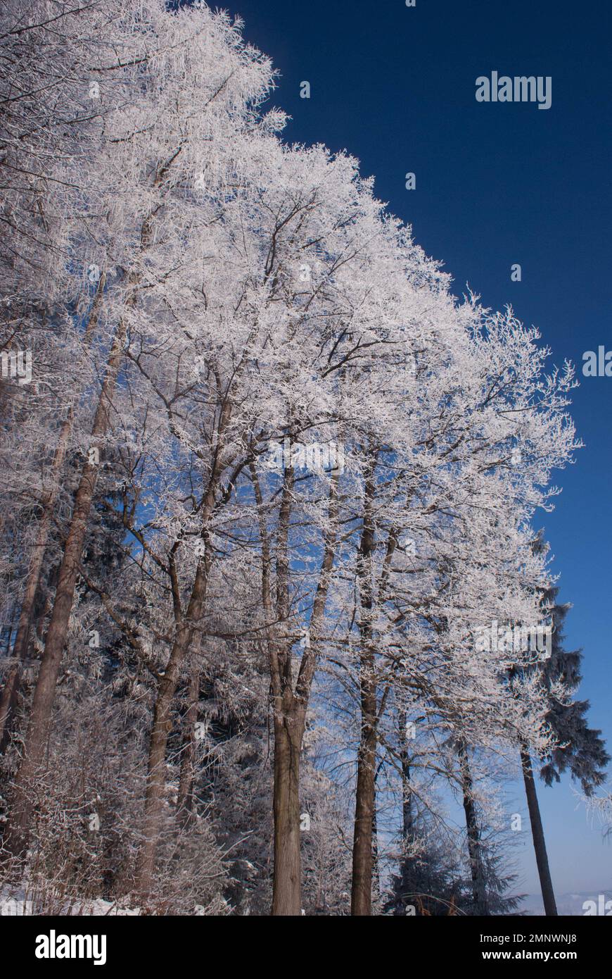 Rime sur les arbres pendant une journée froide d'hiver Banque D'Images