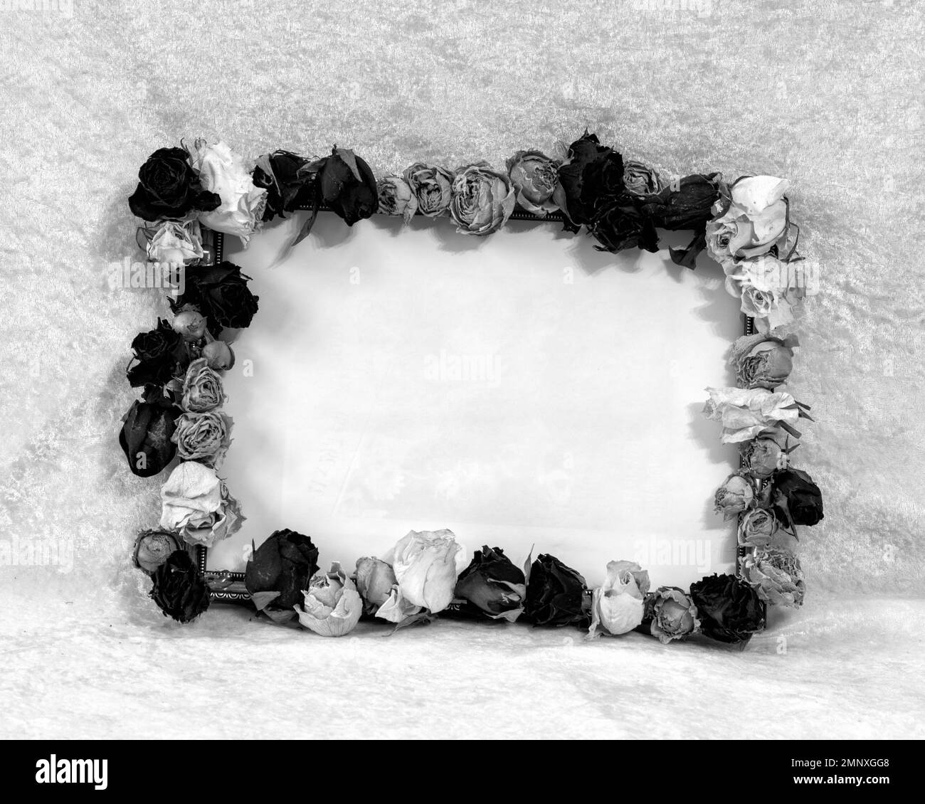 noir et blanc encore la vie avec cadre rose, place pour le texte, arrière-plan flou, concept de vacances, bonne saint valentin Banque D'Images