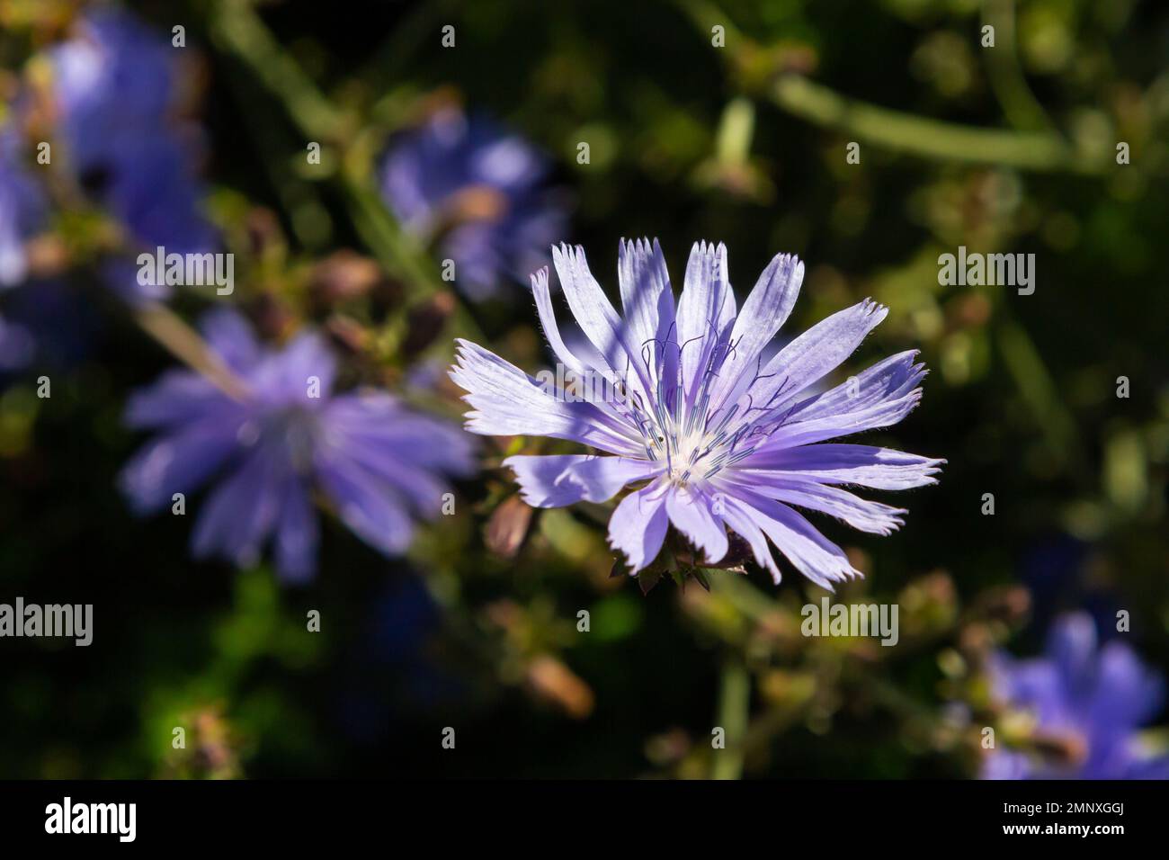 Fleurs de chicorée bleues, gros plan. Violet Cichorium Intybus Blossoms, appelé comme marin, chicorée, mauvaise herbe de café, ou succinory est un peu boisé, herbacé Banque D'Images