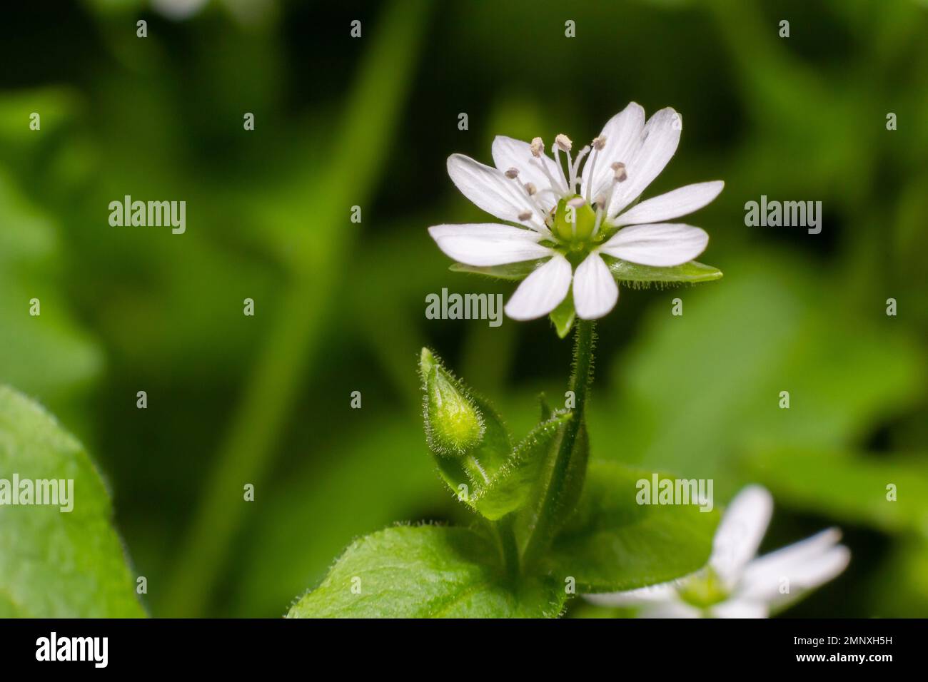 Myosoton aquaticum, Chickweed géant, Caryophyllaceae. Plante sauvage au printemps. Banque D'Images