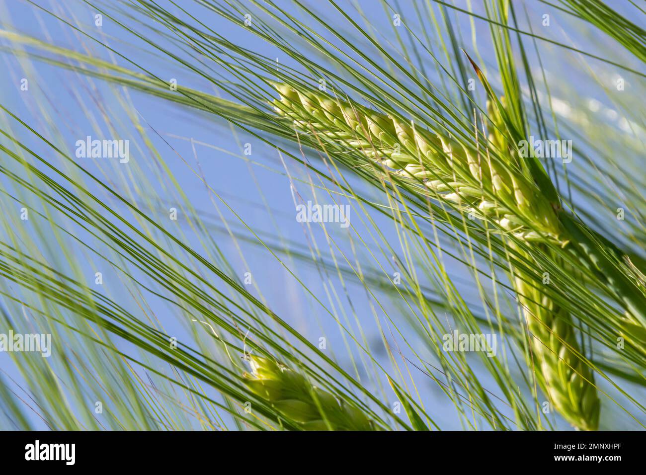 Récolte de blé du début de l'été soufflant dans la brise .cultures traditionnelles de blé vert photo naturelle unique .jeunes plants de blé poussant sur le sol. Banque D'Images