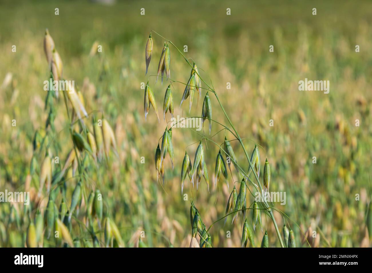 Avena sativa, avoine commune, céréales cultivées pour la consommation humaine sous forme de flocons d'avoine et d'avoine roulée. Banque D'Images