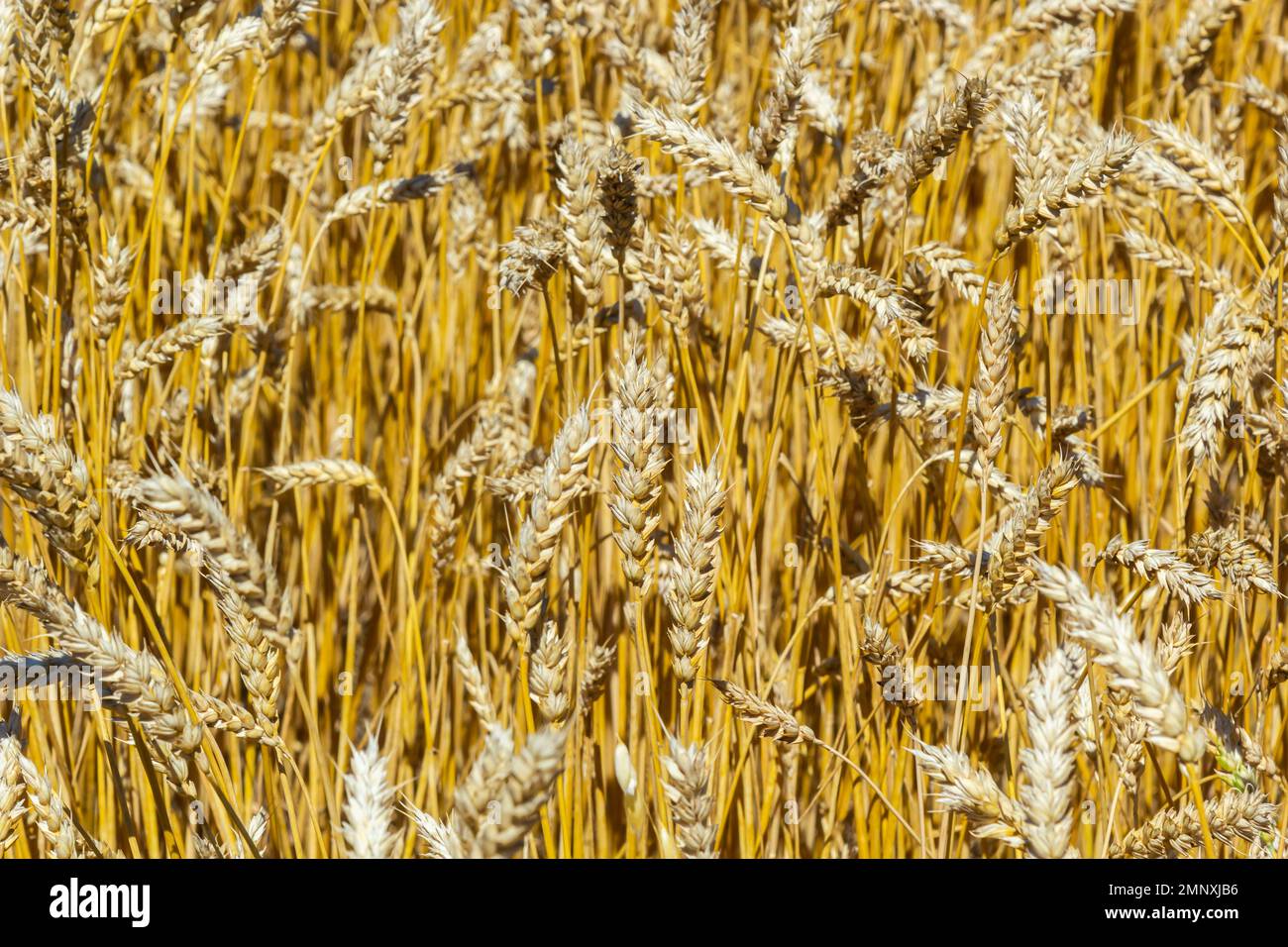 Céréales sur le terrain, redy pour la récolte, blé doré au soleil. Champs pleins de céréales. Grain mûr doré, jaune, fond doré. Paysage de fie Banque D'Images