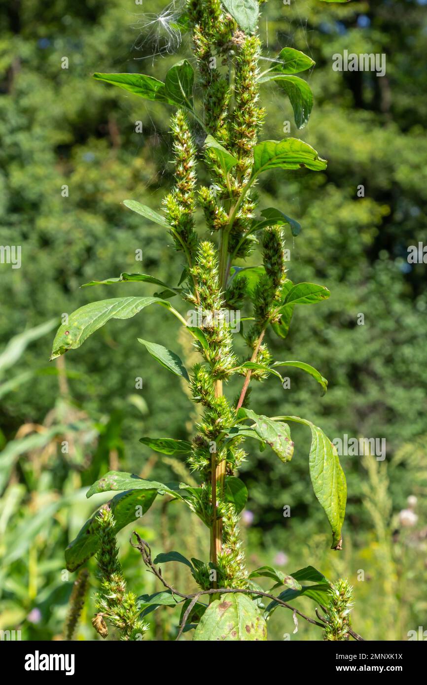 Amaranthus retroflexus Amaranthe rouge-racine, pigelade redroot, airanthe commun, aimalanth de pigeladogue et tumbleweed commun. Mauvaises herbes et plante médicinale. Banque D'Images