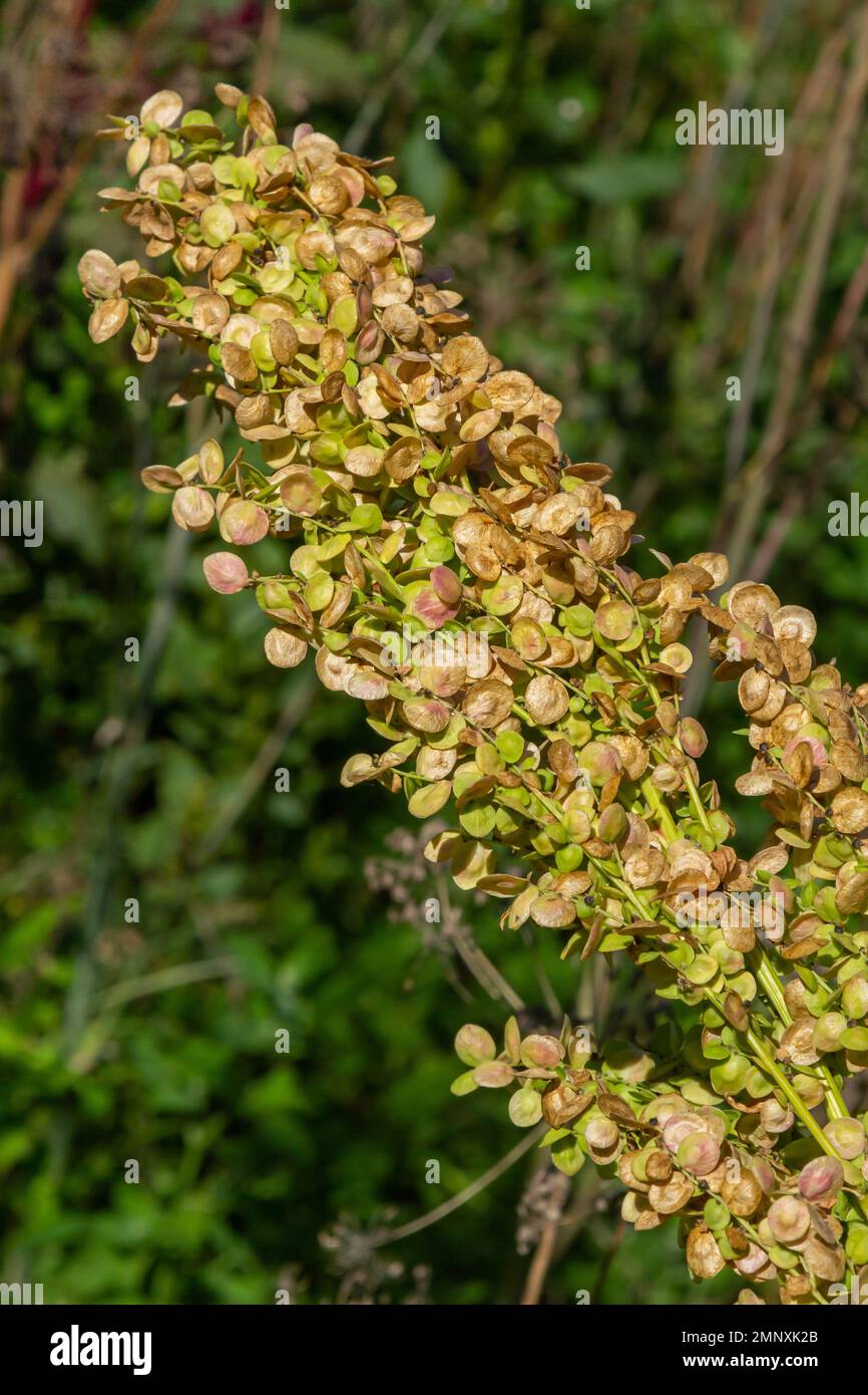 Rumex crispus plante. Pointe de fleur de quai, rouge au soleil. Macro des mauvaises herbes de la nature. Banque D'Images