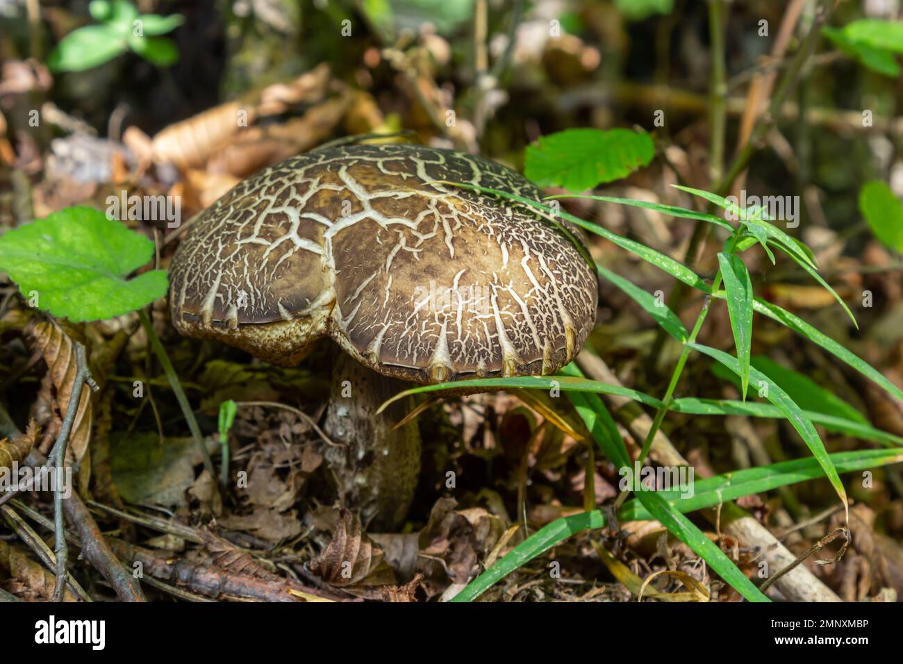 Champignon Sous La Pluie Banque D'Images et Photos Libres De