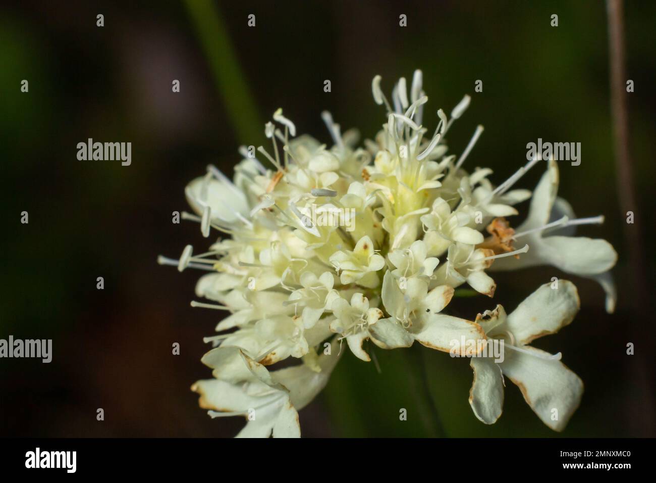 Belle fleur de cephalaria leucantha - une fleur blanche sur une tige mince sur un fond flou de l'herbe d'automne, se baissant dans les rayons chauds de t Banque D'Images