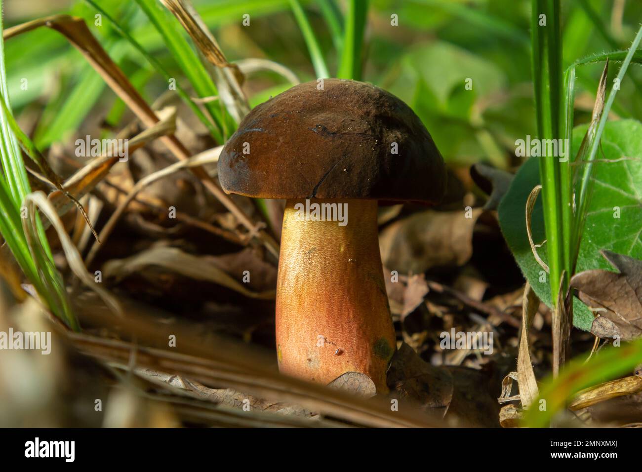 Neoboletus luridiformis connu sous le nom de Boletus luridiformis - champignon comestible. Champignon dans l'environnement naturel. Banque D'Images