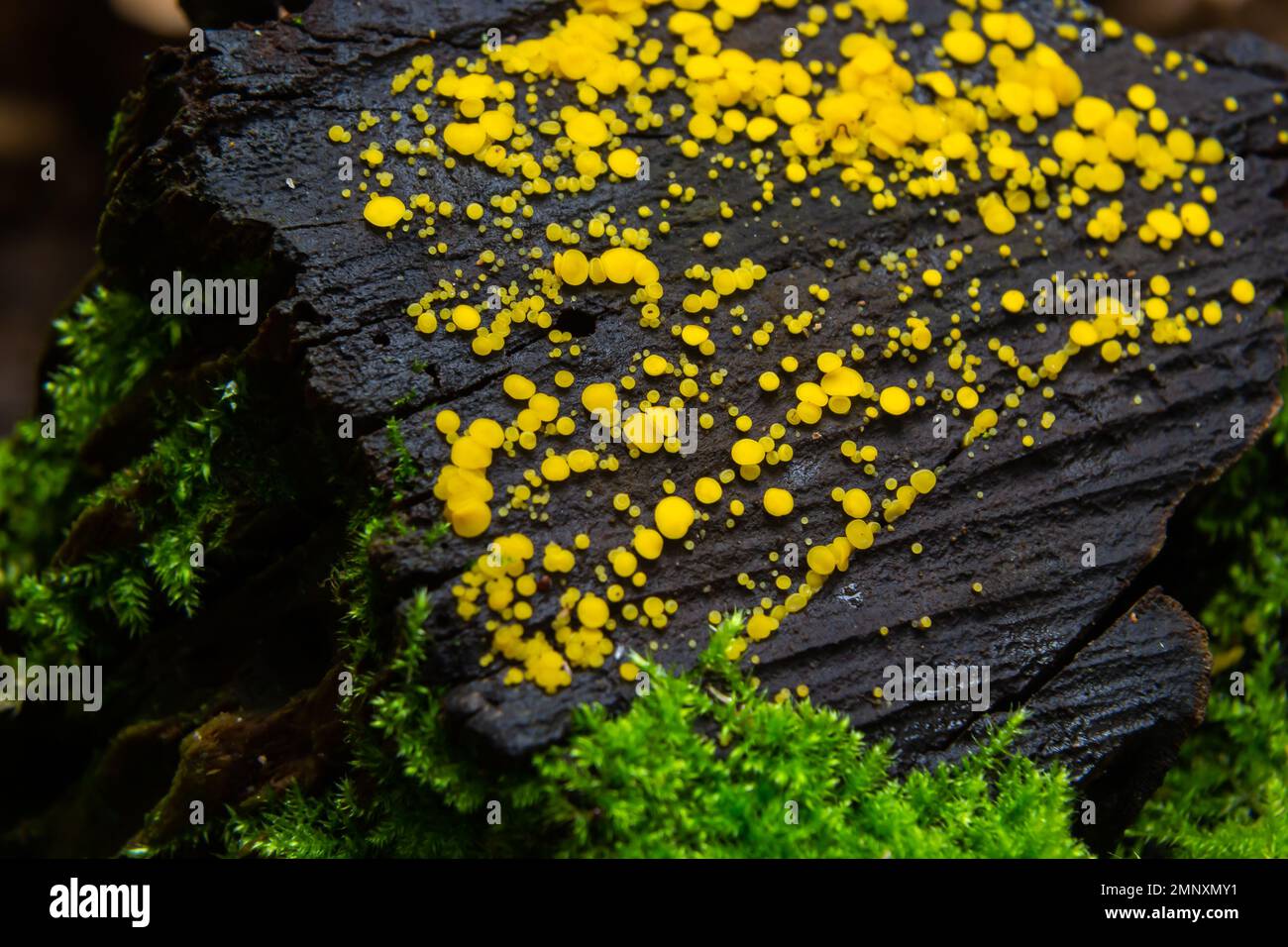 Très petit champignon jaune fée tasses ou citron discos, Bisporella citrina, sur vieux bois humide. Banque D'Images