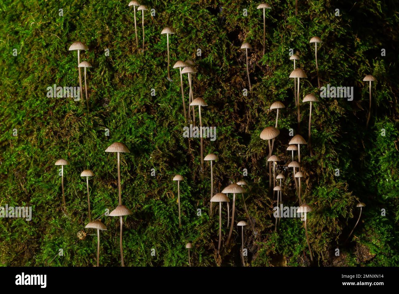 Le champignon Mycena galopus pousse sur de la mousse verte dans la forêt. Banque D'Images