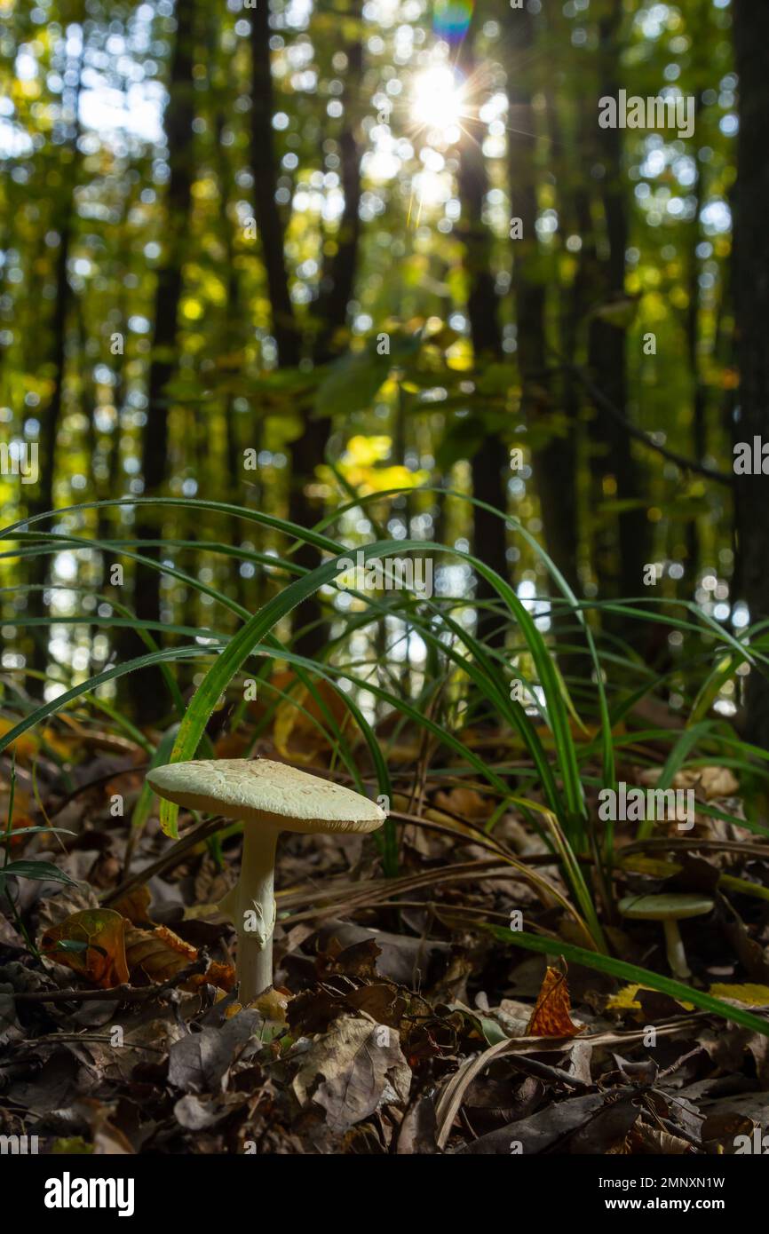 Champignon incomestible Amanita citrina dans la forêt. Connu sous le nom de fausse calotte de mort ou citron Amanita. Banque D'Images