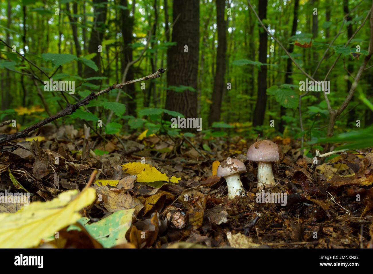 Petite tête de lit géante, Cortinarius traganus, champignons toxiques en forêt, foyer sélectif, DOF peu profond. Banque D'Images