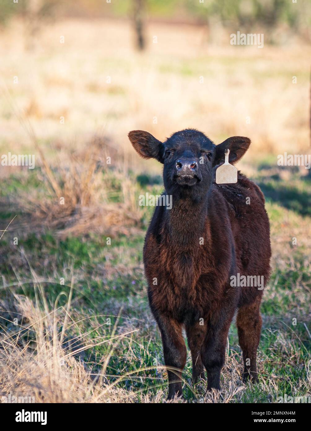 Portrait d'un joli veau noir Angus avec sa tête tenue haute regardant curieusement l'appareil photo avec espace négatif et arrière-plan bokeh. Banque D'Images