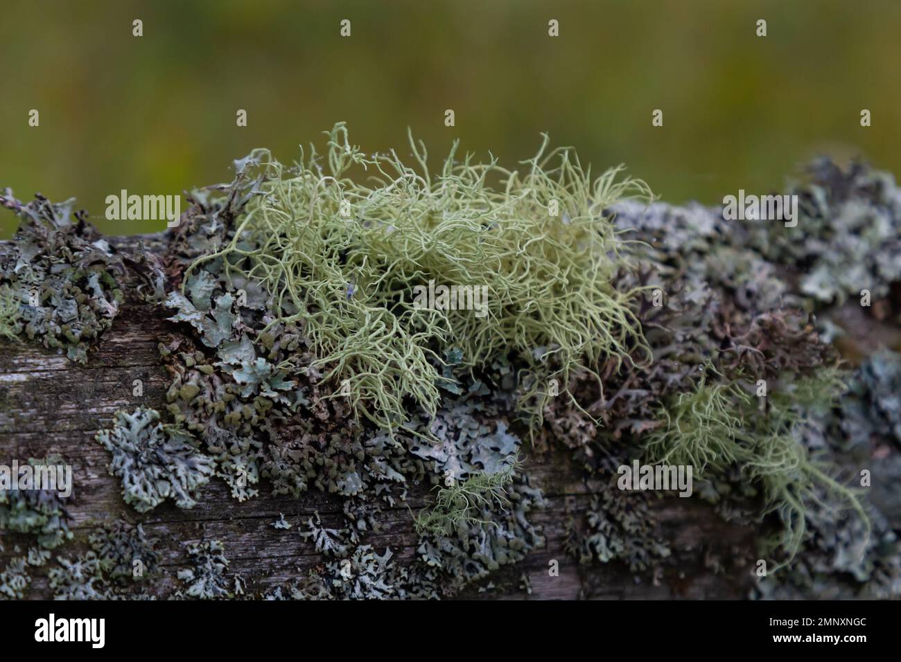 Gros plan du lichen Usnea Filipendula et d'une plante parasite dans une branche d'arbre. Photo prise le matin avec les gouttes de rosée. Banque D'Images