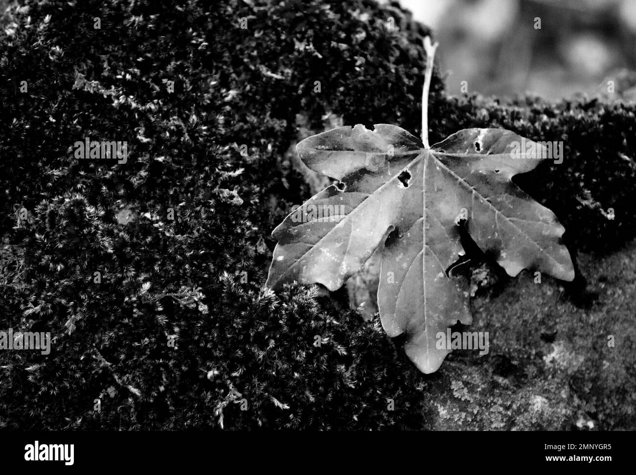 feuille noire et blanche Banque D'Images
