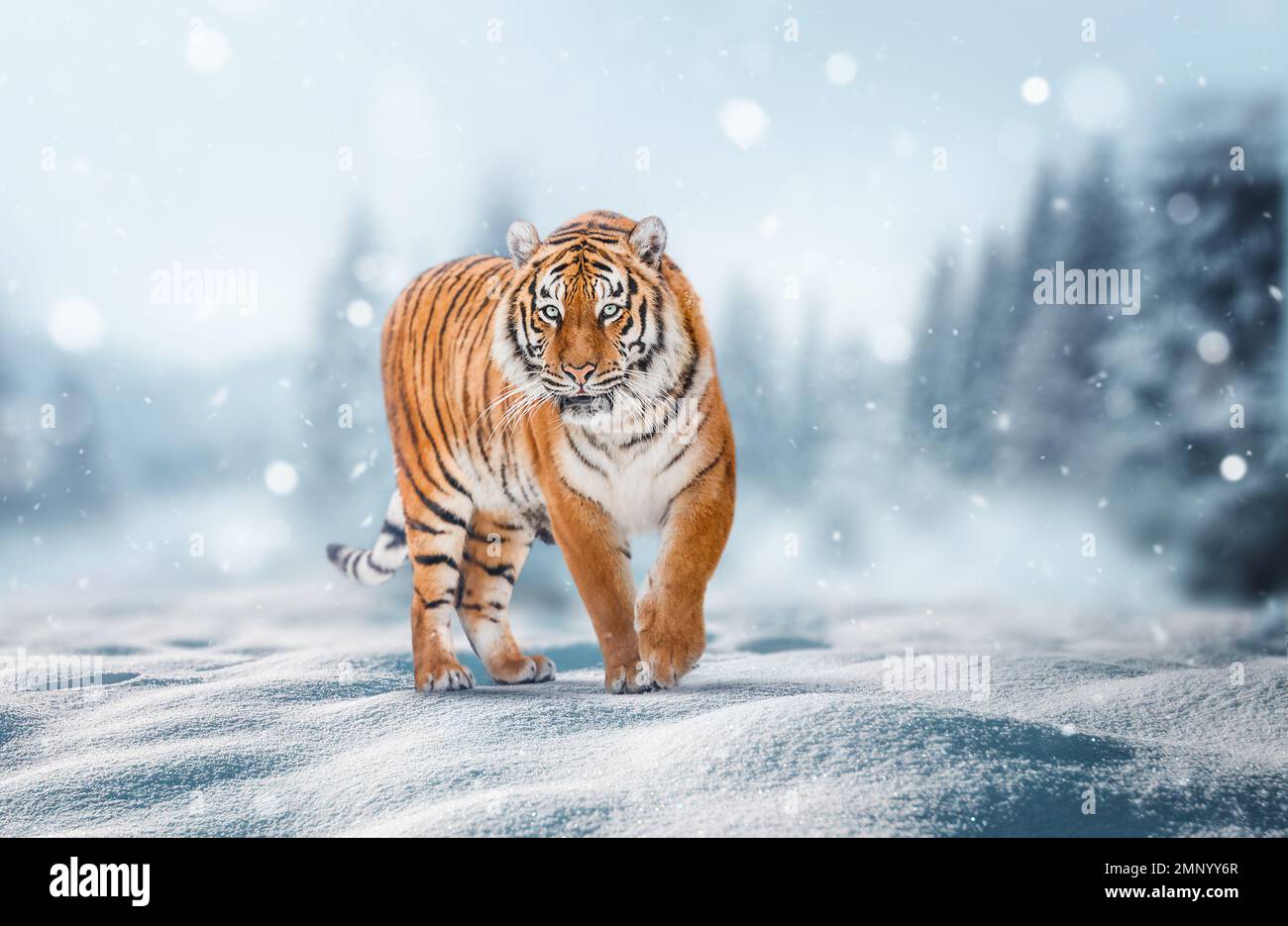 Tigre dans la nature sauvage d'hiver, promenade dans la neige. Scène d'hiver Banque D'Images