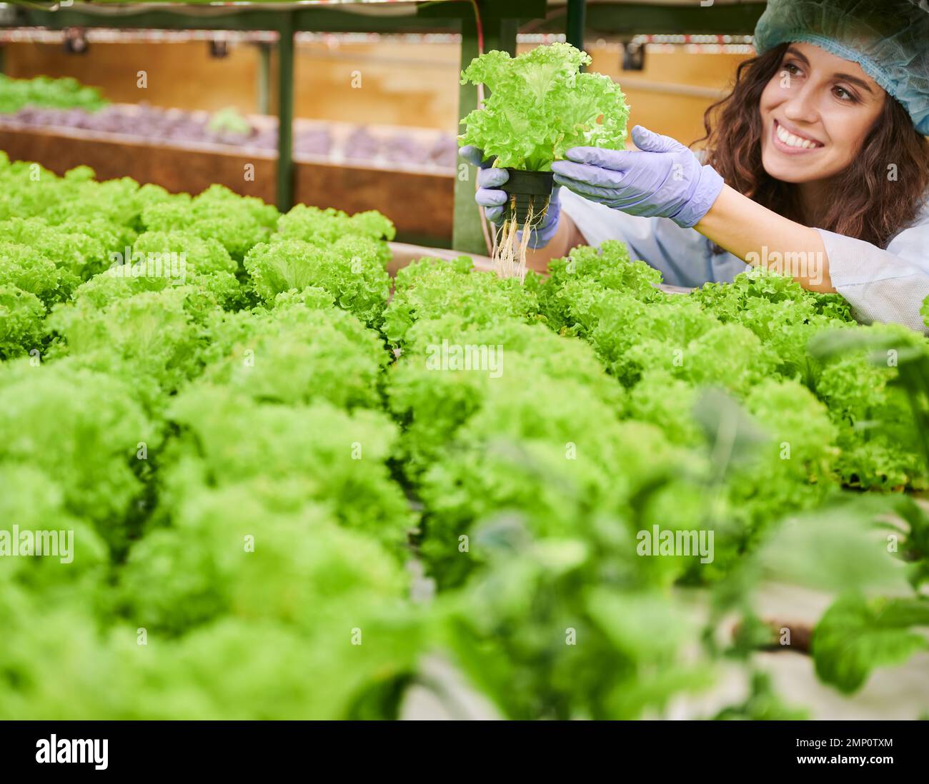 Jardinier féminin tenant la laitue et souriant tout en contrôlant la croissance des plantes en serre. Femme gaie en gants de jardin et chapeau jetable tenant une plante verte. Banque D'Images
