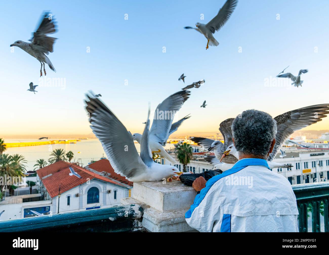 Algérien nourrissant des mouettes sur le port, Afrique du Nord, Alger, Algérie Banque D'Images