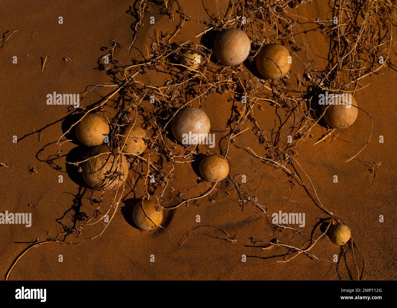 Citrullus colocynce gourde amère et sèche dans le désert du Sahara, Parc national de Tassili n'Ajjer, Tadrar Rouge, Algérie Banque D'Images