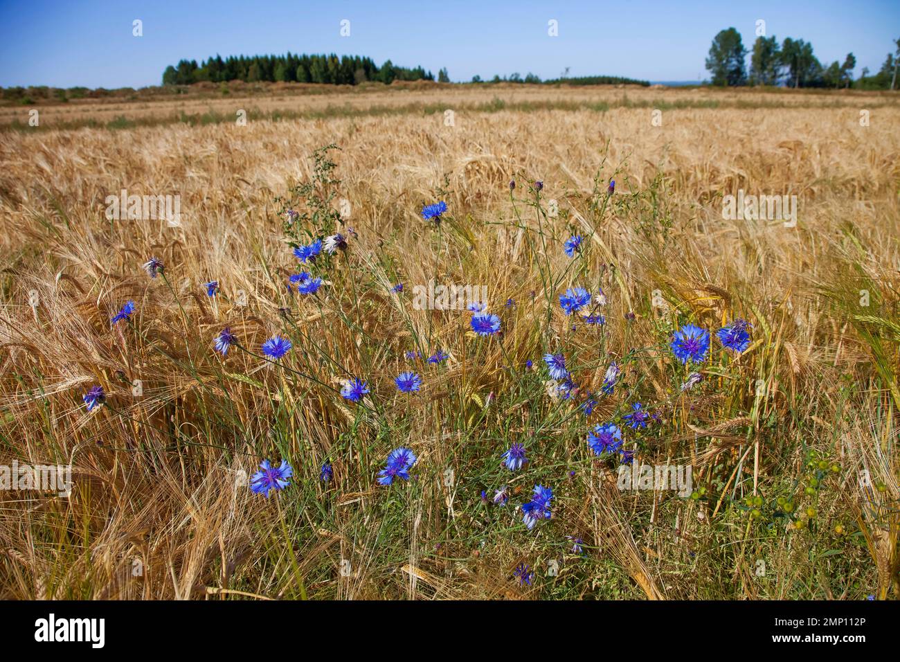 Suède, champ de belettes dans le sud avec entre le grain Centaurea cyanus, communément connu sous le nom de fleur de maïs, bouton de baccalauréat, bluebottle, butonniere f Banque D'Images