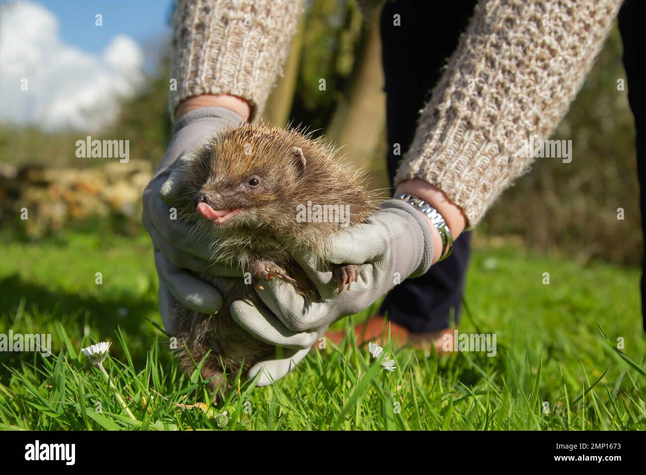 Hérisson européen erinaceus europaeus adulte libéré dans un pré printanier, Suffolk, Angleterre, Royaume-Uni Banque D'Images