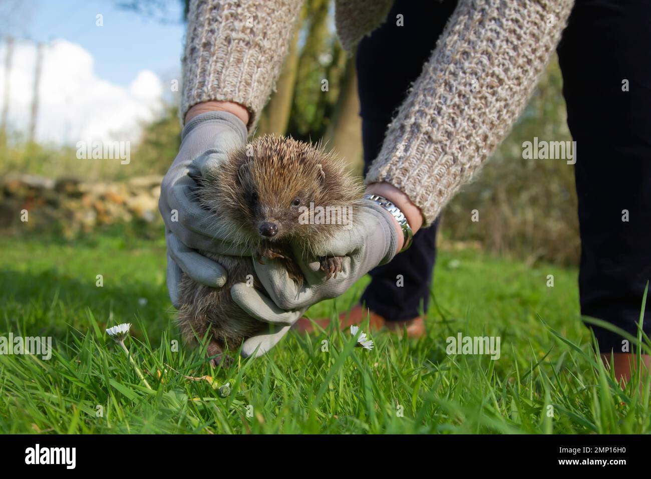 Hérisson européen erinaceus europaeus adulte libéré dans un pré printanier, Suffolk, Angleterre, Royaume-Uni Banque D'Images