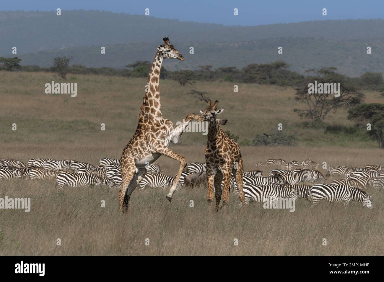 Un ventre vicieux de son adversaire. Parc national de Serengeti, Tanzanie : CES IMAGES montrent une bataille intense entre deux girafes mâles pour la domination de gagner Banque D'Images