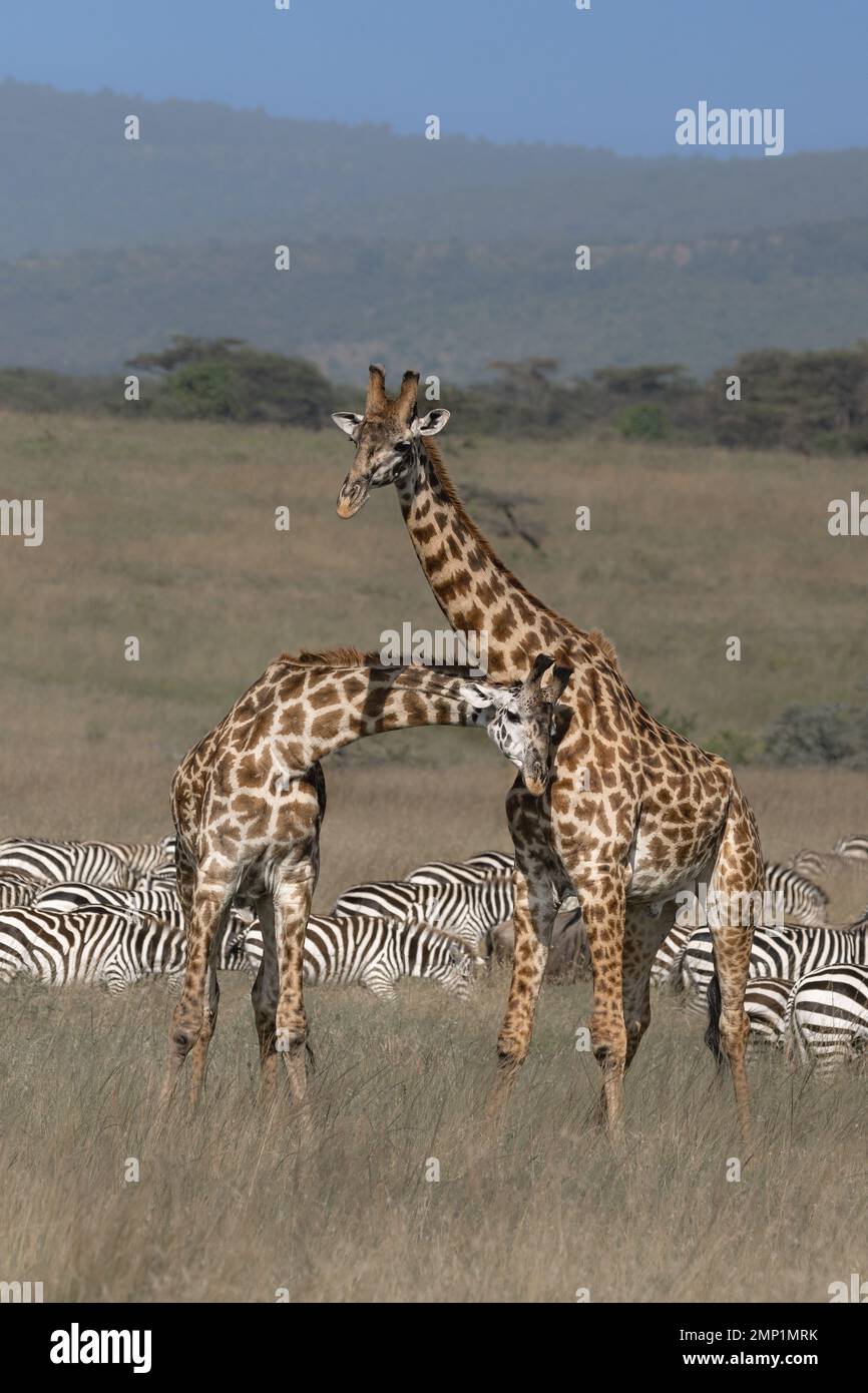 Un clash entendu avec ses cornes. Parc national de Serengeti, Tanzanie : CES IMAGES montrent une bataille intense entre deux girafes mâles pour la domination pour gagner le TH Banque D'Images