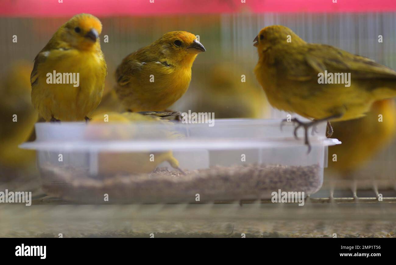 CORRECTS BIRD'S IDENTIFICATION - A pod of rescued finches perch on a food dish in a wooden cage at the Forest Service and Wildlife facilities in Lima, Peru, Thursday, Feb. 1, 2018. Authorities confirmed on Thursday the death of more than 480 bright yellow finches that were being transported illegally in overcrowded cages, without water and without food, to be sold in Bolivia. (AP Photo/Martin Mejia) Banque D'Images