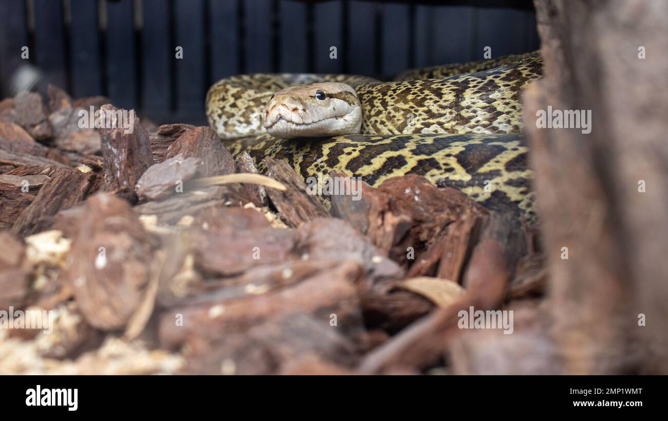 Serpent exotique gardé en captivité Banque D'Images