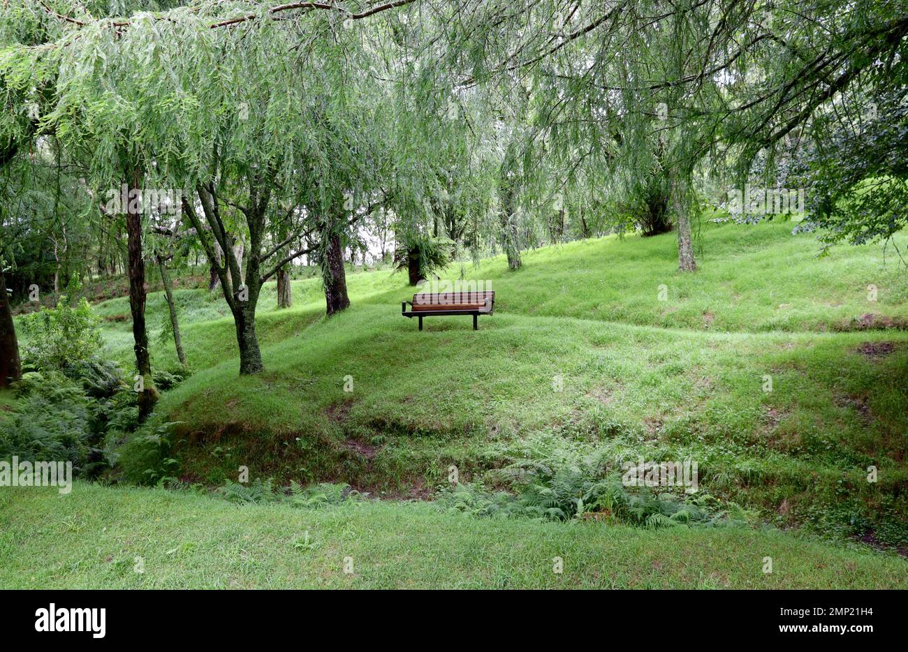 Place solitaire dans la forêt magique Banque D'Images