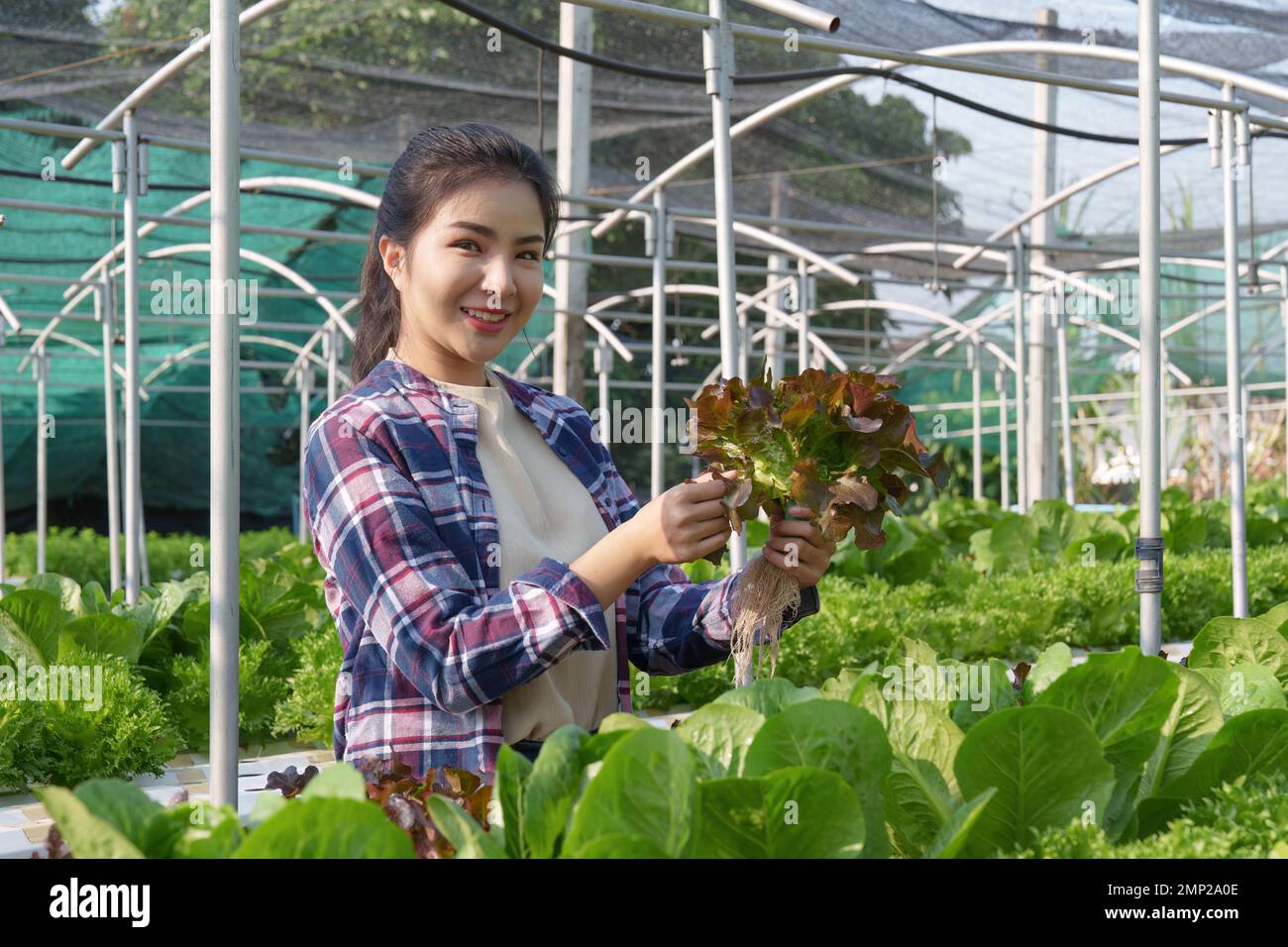 Le propriétaire d'entreprise asiatique a observé la croissance biologique dans la ferme hydroponique. Culture de légumes biologiques et énergie verte concept Banque D'Images