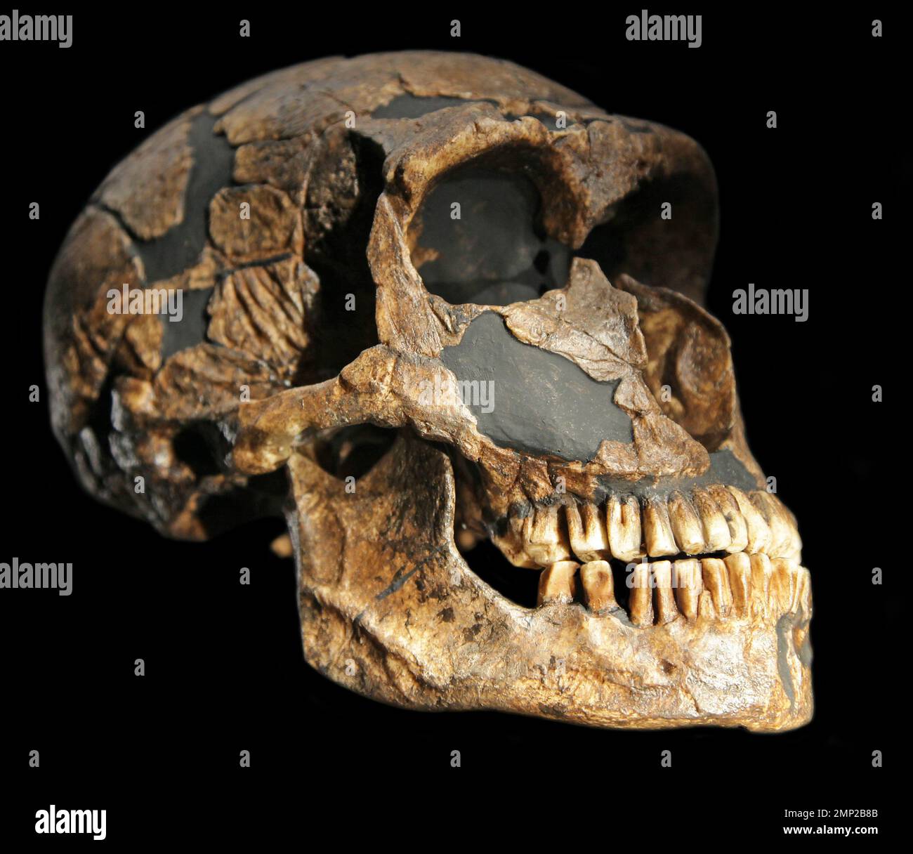 Crâne homo neandertalensis de la Ferrassie en France Europe. Banque D'Images