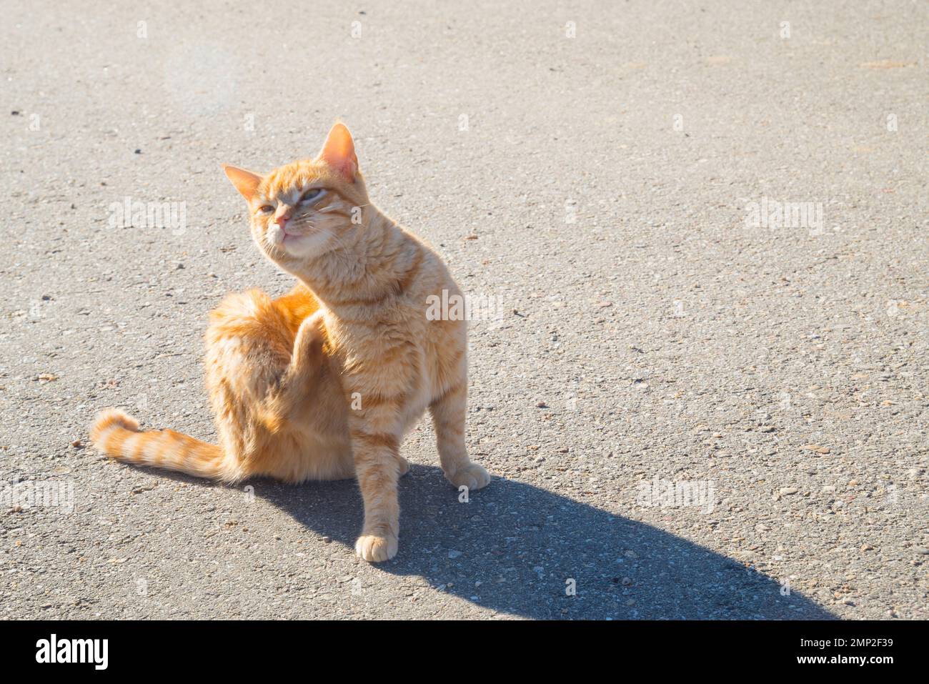 Tabby chat se grattant. Banque D'Images