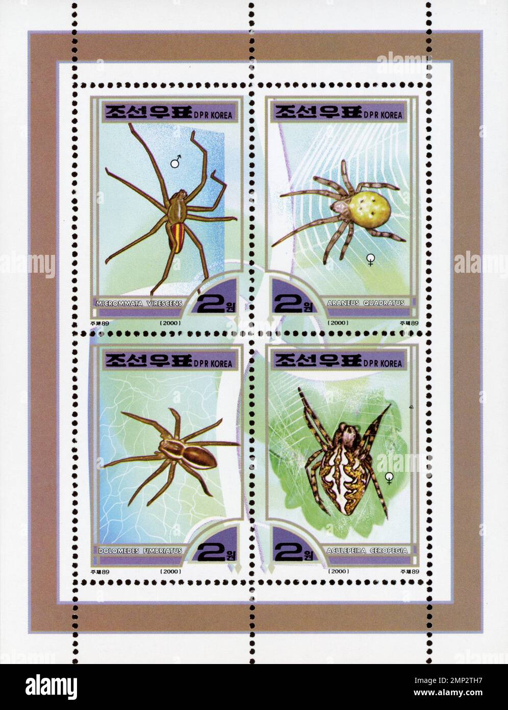 Feuille de 4 timbres-poste nord-coréens datant de 2000 représentant diverses espèces d'araignées dont Micrommata virescens et Araneus quadratus. Banque D'Images