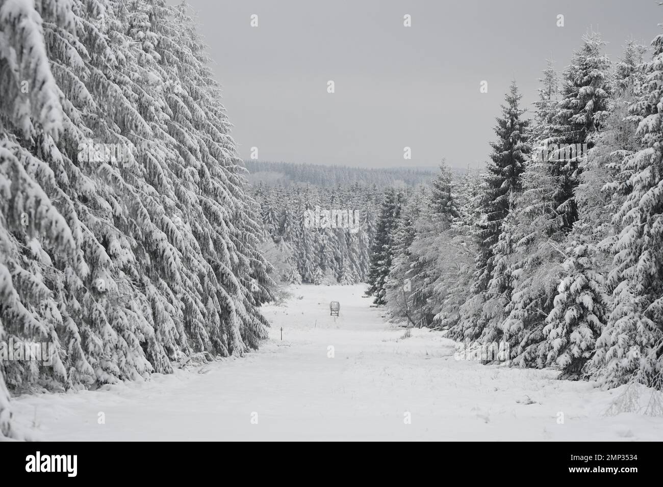 Belgique, Forêt dans la neige et le brouillard Banque D'Images