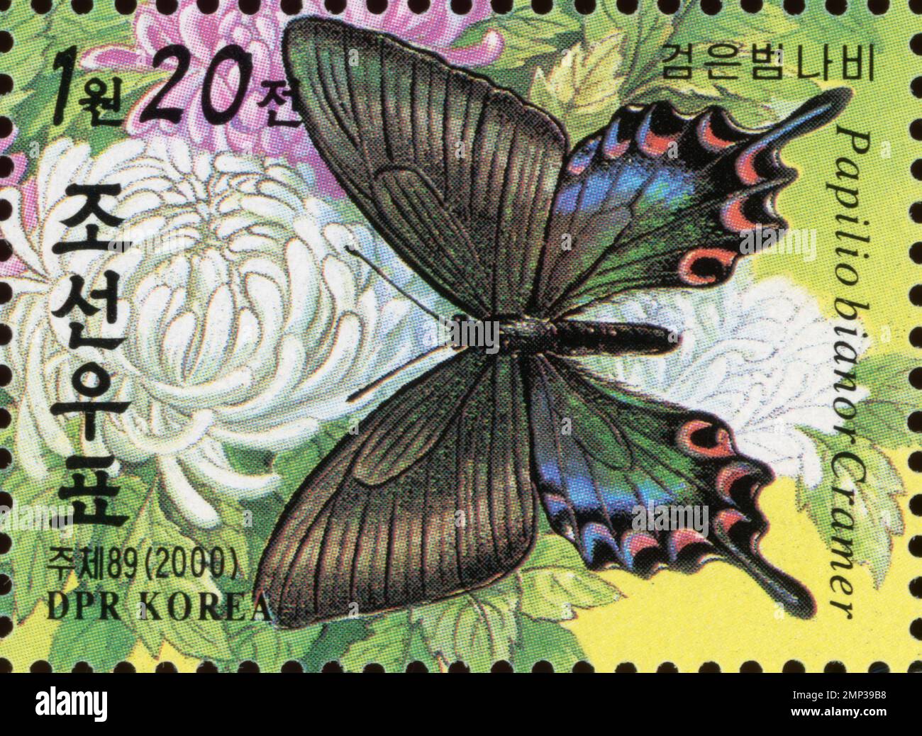 Timbre-poste nord-coréen de 2000 représentant un papillon Papilio bianor et des chrysanthèmes blancs. Banque D'Images