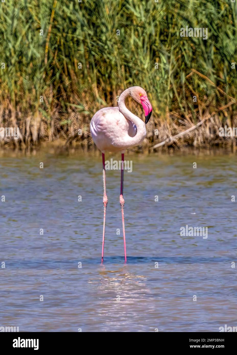Flamingo dans un lagon bleu. Mise au point sélectionnée. Parc naturel de l'hondo à Elche, Alicante, espagne. Banque D'Images